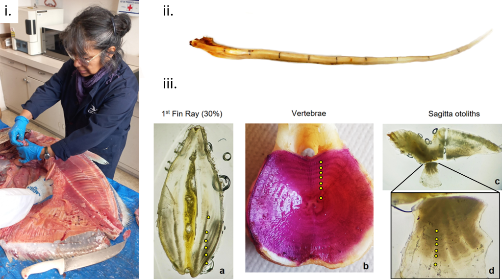 (i.) Dissection of a smalleye Pacific opah (Lampris incognitus) to extract calcified structures used to assess their aging potential (ii.) The second ray of the dorsal fin marked at 10% increments across the total length (100%); each segment is equivalent to 2.1 cm. (iii.) Calcified structures prepared for counting proposed annual growth rings (yellow circles) to estimate the age of smalleye Pacific opah, including a) magnified cross section of a dorsal-fin ray, b) whole stained vertebrae, c) whole sagitta otolith, and d) partial section of sagitta otolith magnified to count visible growth rings.