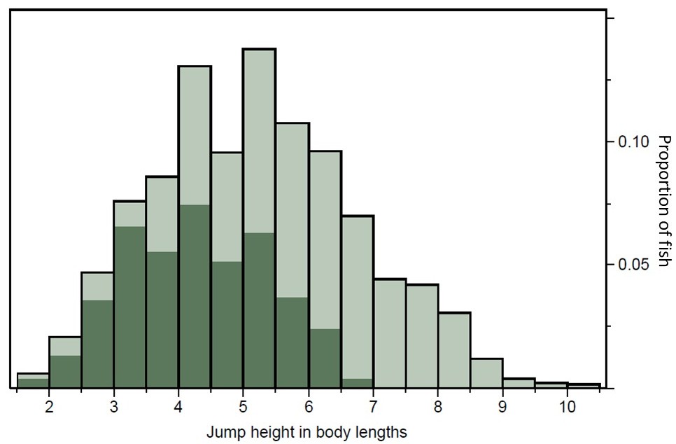 Bell-curve histogram of the proportion of fish against jump height in body lengths. Both successful and unsuccessful passage is shown.